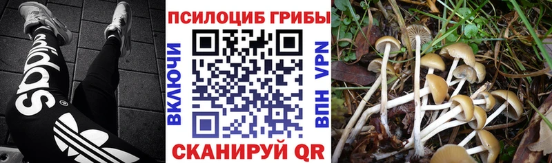кракен рабочий сайт  цены наркотик  Шахунья  Галлюциногенные грибы Cubensis 